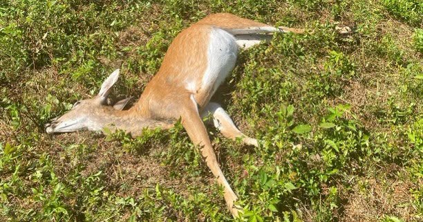Wardens seeking poacher who illegally shot deer in Kennebec County
