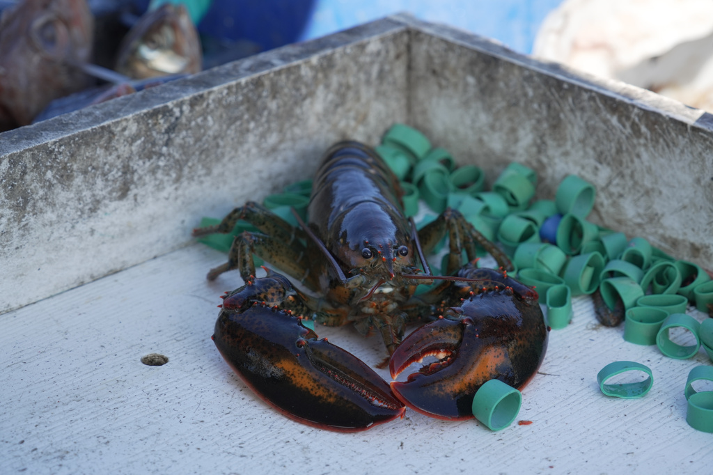 Trump Tried to Make Ally out of Fishermen. Some Have Started to Turn on hHm